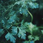 Comparing Black and White Films