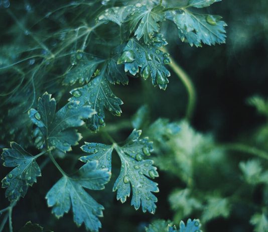 Comparing Black and White Films