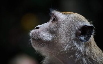 Absolute Best Budget Lenses